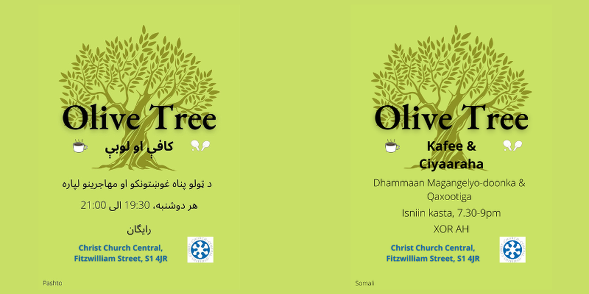 Olive tree 4